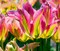 Virichic Tulip - 7 Bulbs - 12/+ cm - Vibrant Pink/Green Tones